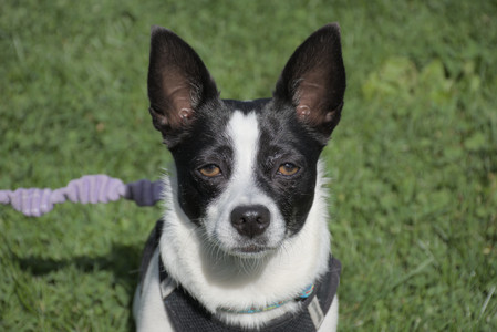 20250921_Thisbe and Dog Park__DSC0043_.jpg