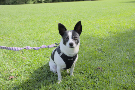 20250921_Thisbe and Dog Park__DSC0045_.jpg