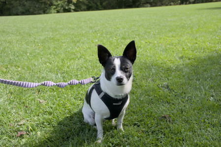 20250921_Thisbe and Dog Park__DSC0046_.jpg