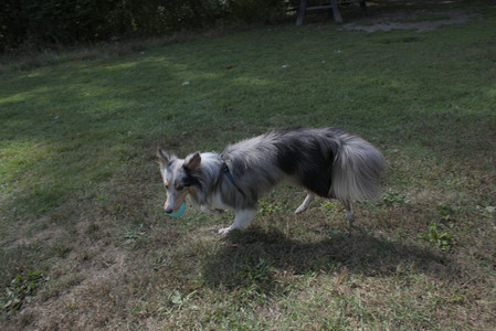 20250921_Thisbe and Dog Park__DSC0052_.jpg