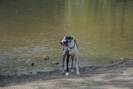 20250921_Thisbe and Dog Park__DSC0057_.jpg