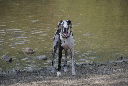 20250921_Thisbe and Dog Park__DSC0058_.jpg