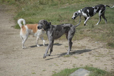 20250921_Thisbe and Dog Park__DSC0060_.jpg