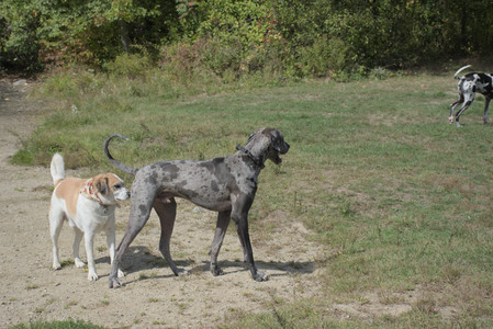 20250921_Thisbe and Dog Park__DSC0061_.jpg
