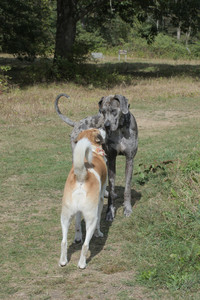 20250921_Thisbe and Dog Park__DSC0067_.jpg