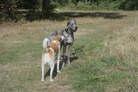 20250921_Thisbe and Dog Park__DSC0069_.jpg