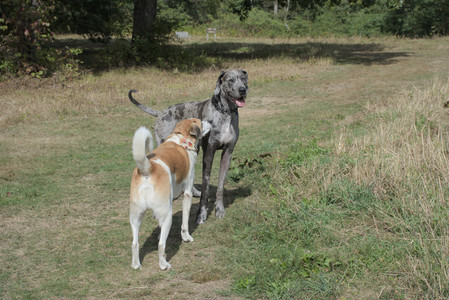 20250921_Thisbe and Dog Park__DSC0070_.jpg