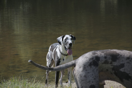 20250921_Thisbe and Dog Park__DSC0073_.jpg