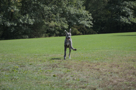 20250921_Thisbe and Dog Park__DSC0082_.jpg