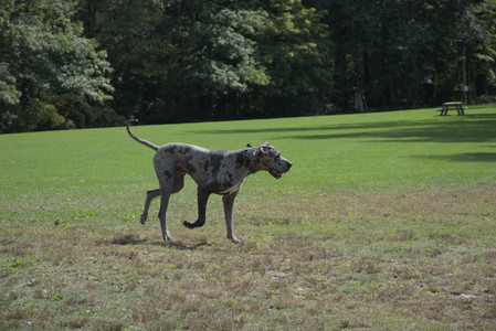 20250921_Thisbe and Dog Park__DSC0084_.jpg