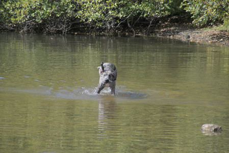 20250921_Thisbe and Dog Park__DSC0096_.jpg