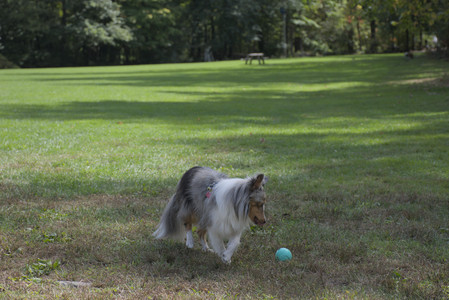 20250921_Thisbe and Dog Park__DSC0103_.jpg