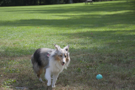 20250921_Thisbe and Dog Park__DSC0104_.jpg