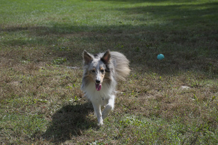 20250921_Thisbe and Dog Park__DSC0106_.jpg