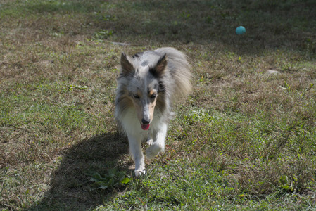 20250921_Thisbe and Dog Park__DSC0107_.jpg