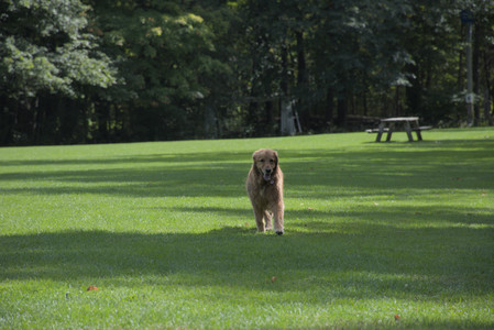 20250921_Thisbe and Dog Park__DSC0108_.jpg