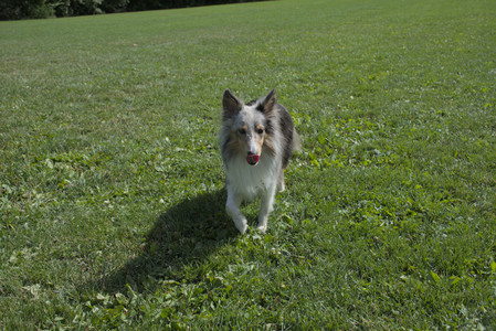 20250921_Thisbe and Dog Park__DSC0116_.jpg