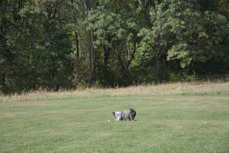 20250921_Thisbe and Dog Park__DSC0123_.jpg