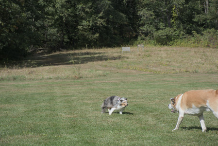 20250921_Thisbe and Dog Park__DSC0128_.jpg