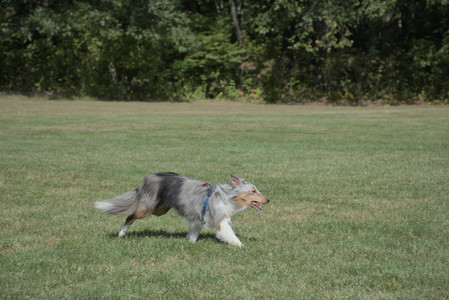 20250921_Thisbe and Dog Park__DSC0133_.jpg