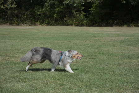 20250921_Thisbe and Dog Park__DSC0134_.jpg