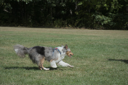 20250921_Thisbe and Dog Park__DSC0135_.jpg