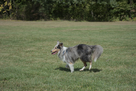 20250921_Thisbe and Dog Park__DSC0144_.jpg