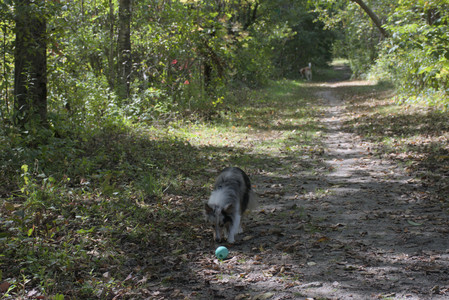 20250921_Thisbe and Dog Park__DSC0147_.jpg