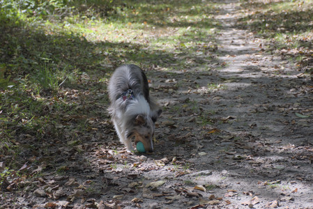 20250921_Thisbe and Dog Park__DSC0151_.jpg