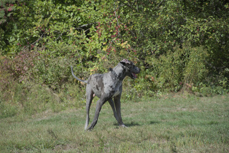 20250921_Thisbe and Dog Park__DSC0167_.jpg