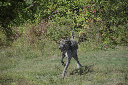 20250921_Thisbe and Dog Park__DSC0169_.jpg