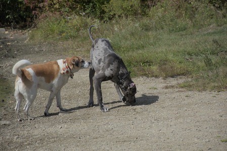 20250921_Thisbe and Dog Park__DSC0174_.jpg