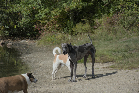 20250921_Thisbe and Dog Park__DSC0175_.jpg