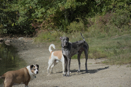 20250921_Thisbe and Dog Park__DSC0176_.jpg