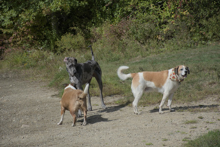 20250921_Thisbe and Dog Park__DSC0181_.jpg