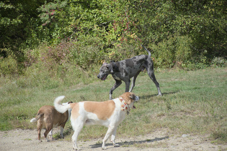 20250921_Thisbe and Dog Park__DSC0185_.jpg