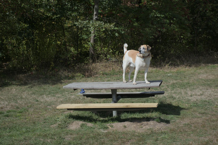 20250921_Thisbe and Dog Park__DSC0191_.jpg
