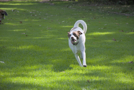 20250921_Thisbe and Dog Park__DSC0194_.jpg