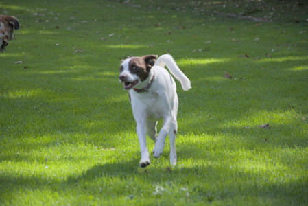 20250921_Thisbe and Dog Park__DSC0195_.jpg