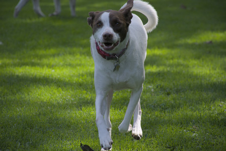 20250921_Thisbe and Dog Park__DSC0196_.jpg