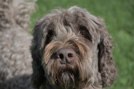 20250921_Thisbe and Dog Park__DSC0197_.jpg