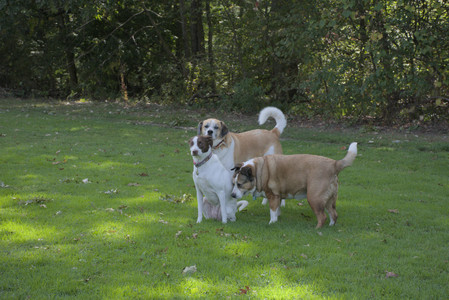 20250921_Thisbe and Dog Park__DSC0203_.jpg