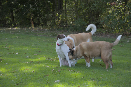 20250921_Thisbe and Dog Park__DSC0205_.jpg