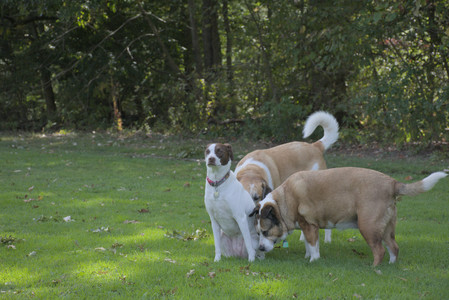 20250921_Thisbe and Dog Park__DSC0206_.jpg