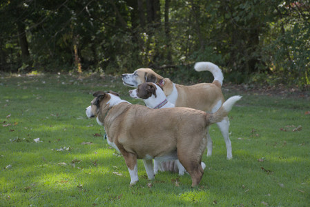 20250921_Thisbe and Dog Park__DSC0209_.jpg