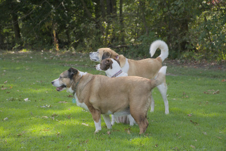 20250921_Thisbe and Dog Park__DSC0210_.jpg