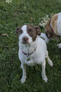 20250921_Thisbe and Dog Park__DSC0215_.jpg