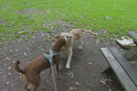 20250923_Imby and Dog Park__DSC0031_.jpg