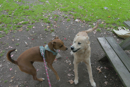 20250923_Imby and Dog Park__DSC0032_.jpg