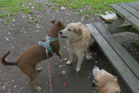 20250923_Imby and Dog Park__DSC0033_.jpg